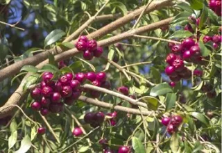 Jambinho cascata (riberry)