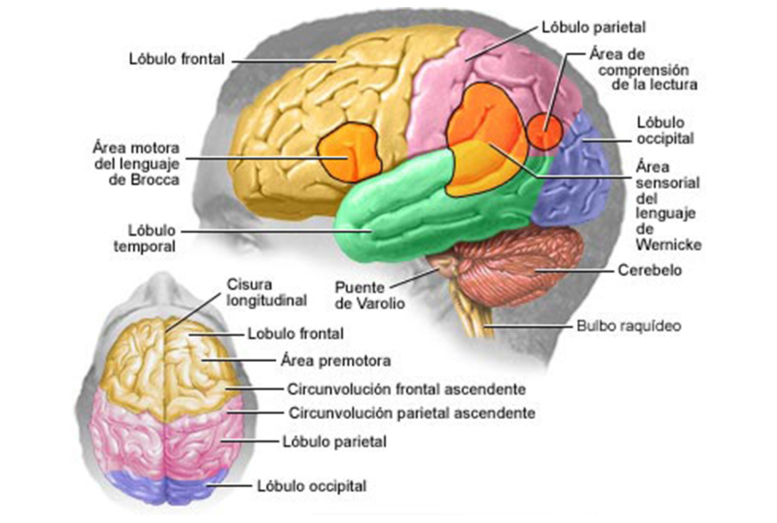 anatomia del cerebro anatomia del cerebro