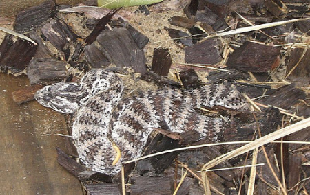 foto ular berbisa - gambar binatang