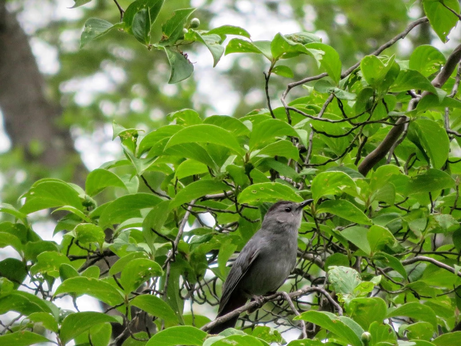 A Zen Walking Tour of Mount Auburn Cemetery in Cambridge, Massachusetts