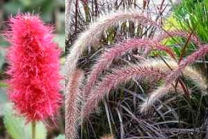 TU SALUD: Propiedades del Rabo de Gato para el Cuidados de la Piel y el