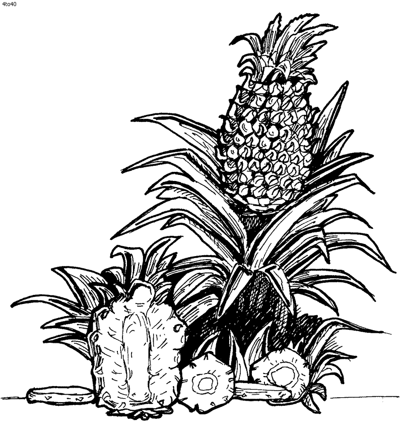 Coloring Pages For Kids: Pineapple Coloring Pages For Kids Coloring Pages For Kids: Pineapple Coloring Pages For Kids