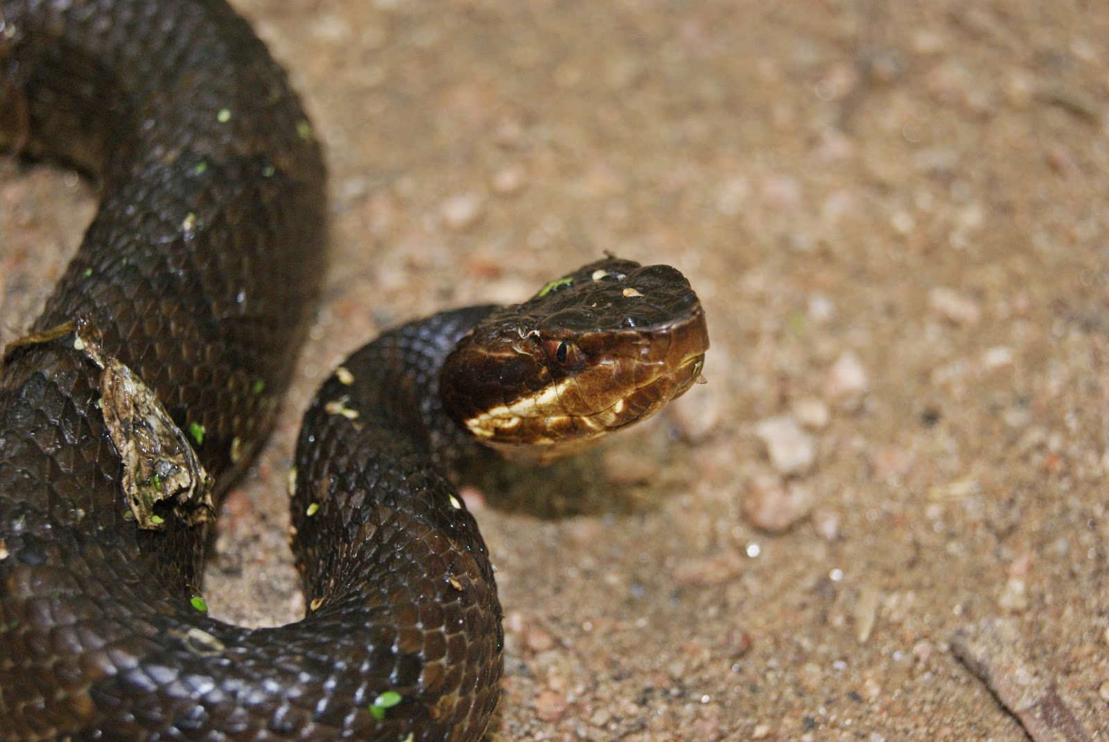 Snakes List of snakes in Missouri