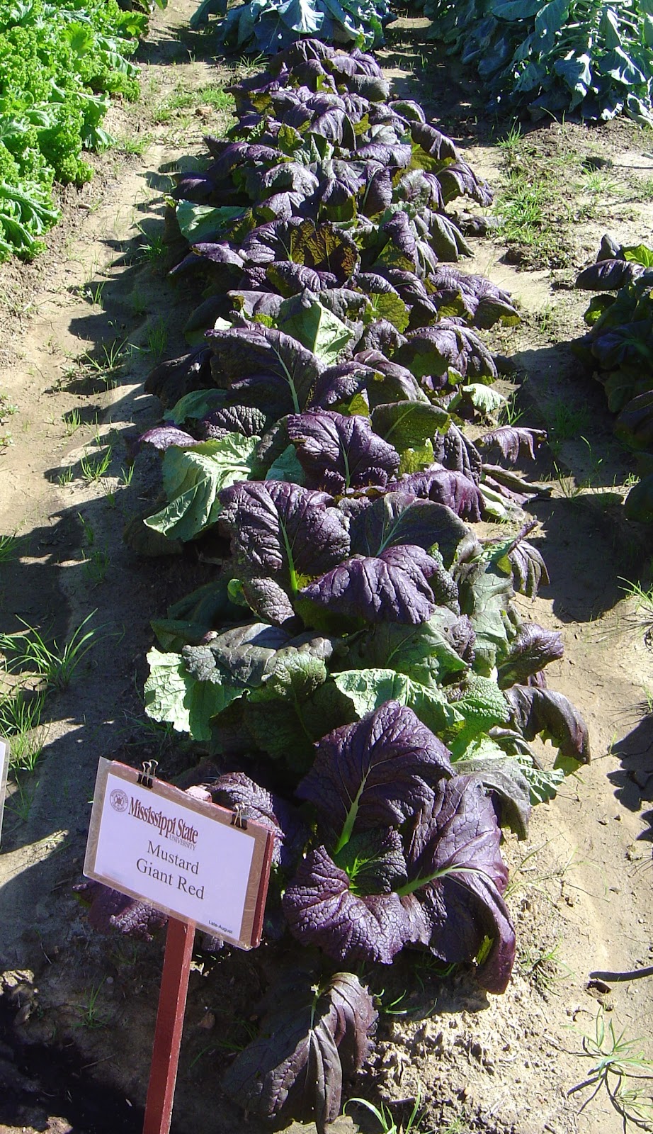 Gardening in Mississippi: Fall Greens Garden
