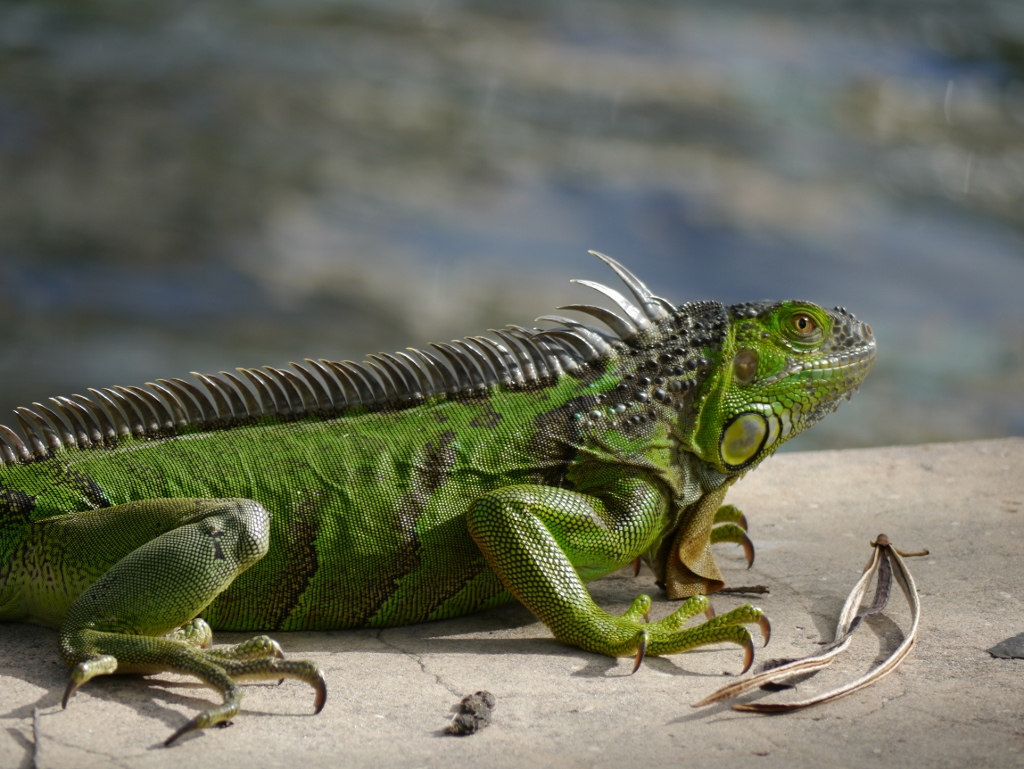Iguane Vert Iguana Iguana Fort Lauderdale Floride Riverwalk