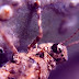 The Pallid winged Grasshopper - The Tiny Earthlings Nature Series By Macrobeing.com