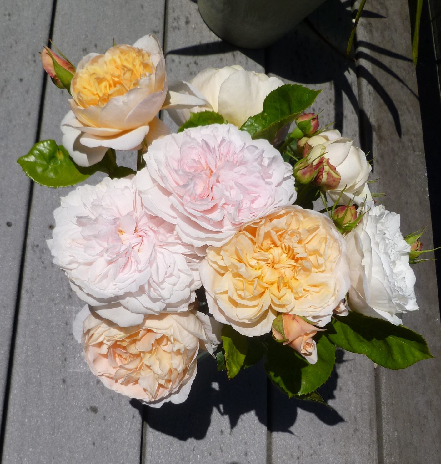 Daniel's Pacific NW Garden Roses are in full bloom