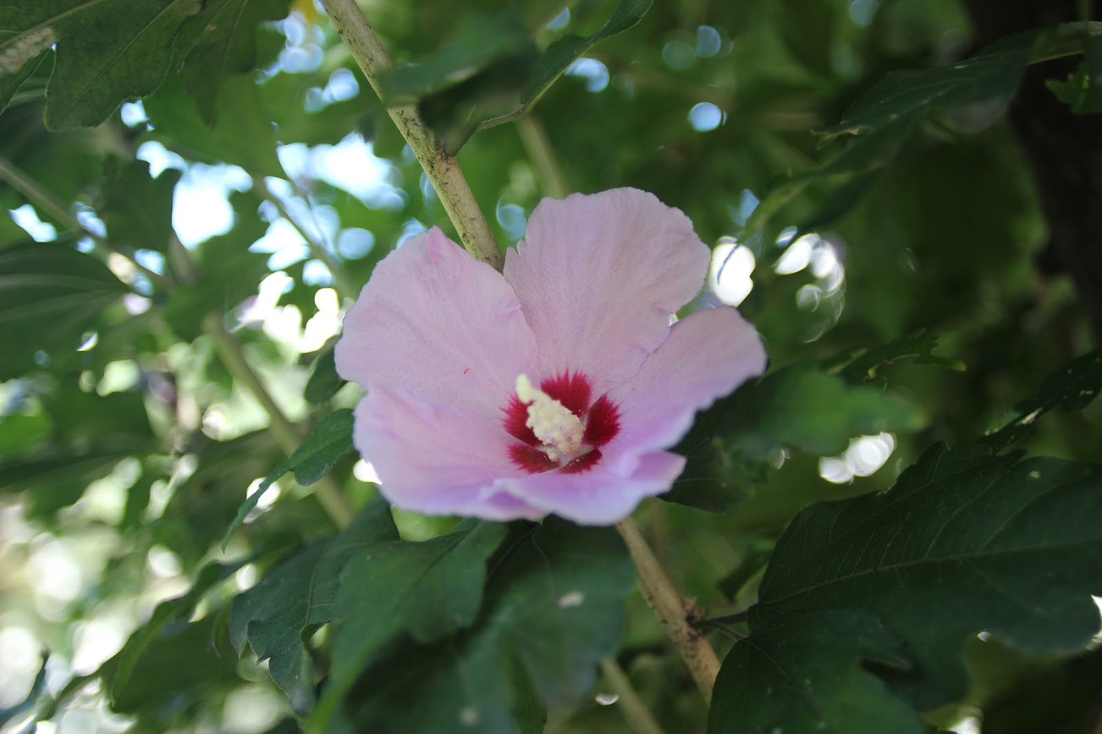 Seoul, Korea Mugunghwa(Rose of sharon. Korea National flower