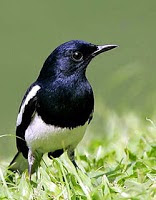 Macam Macam Jenis Burung Kacer Si Hitam Putih Yang Lincah Saka Doci