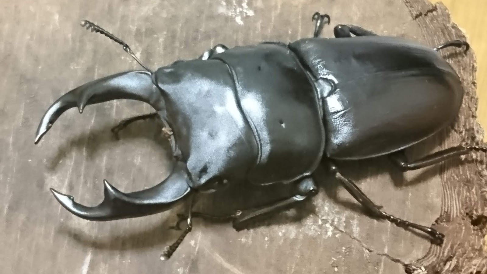 オオコクワガタ♂53ミリWF1 オオクワガタ×コクワガタ