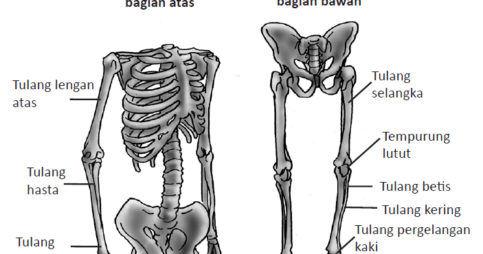 Macam-Macam Tulang Anggota Gerak Pada Manusia - simpleNEWS05