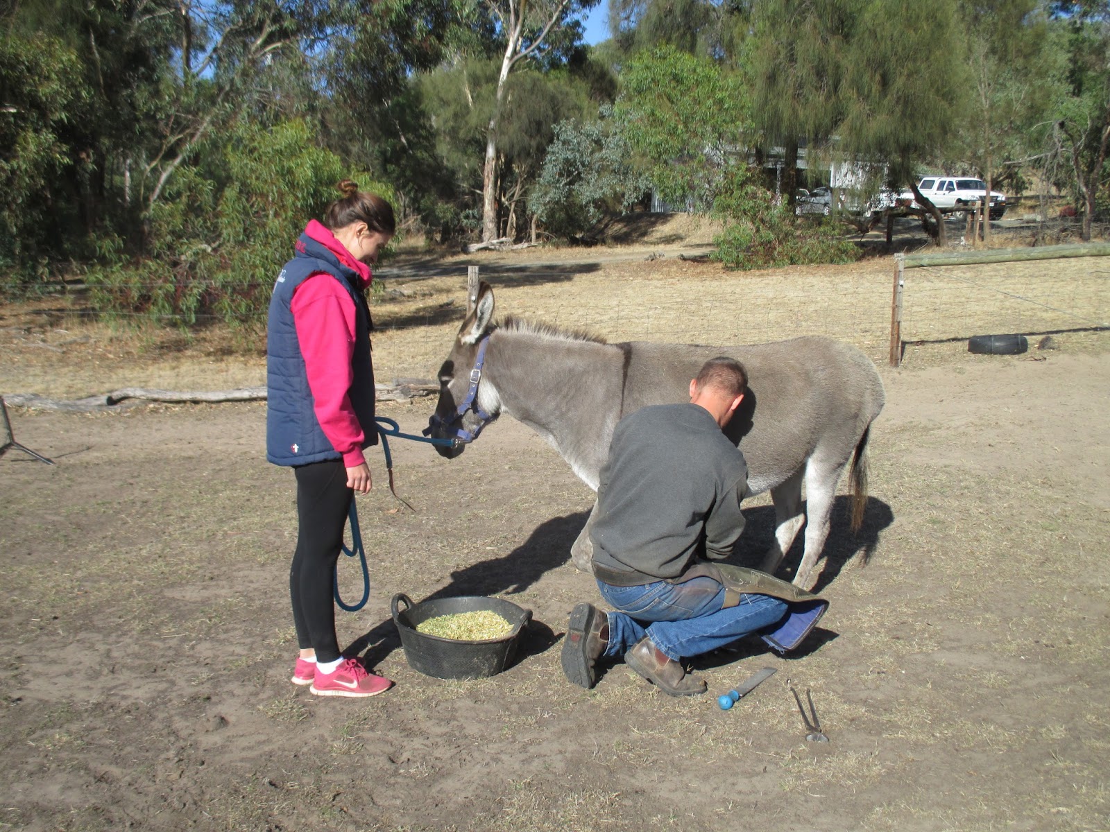 Opurere Farm Donkeys and Farriers.