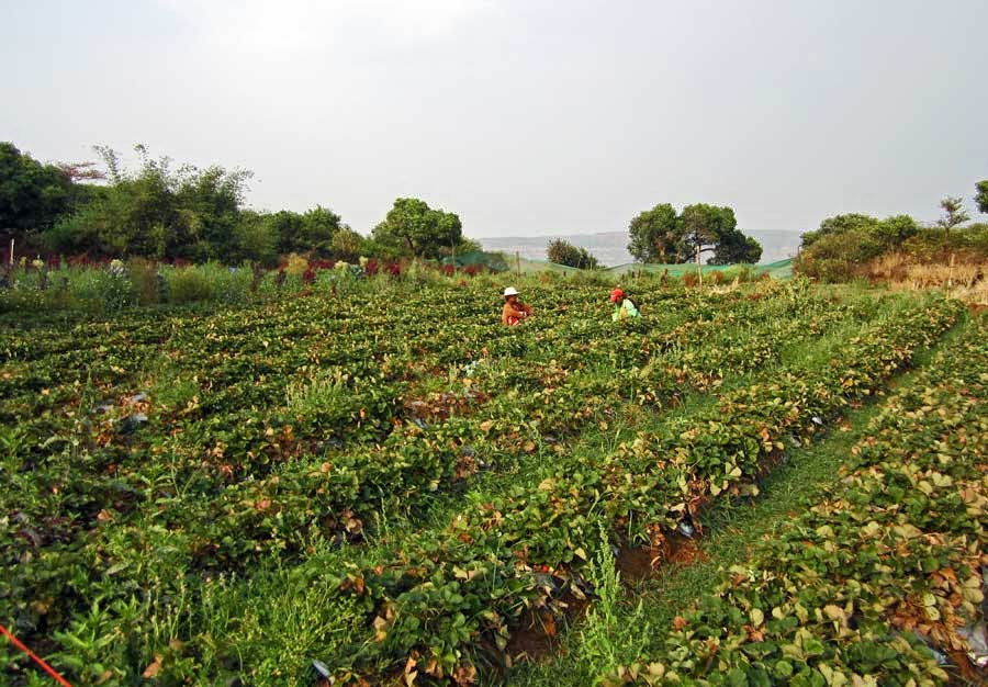 Strawberry fields in mahabaleshwar
