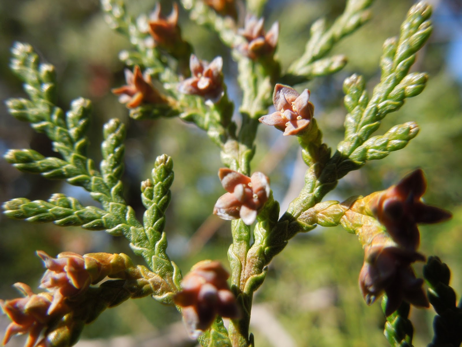 TUYA - BOTÀNIC SERRAT