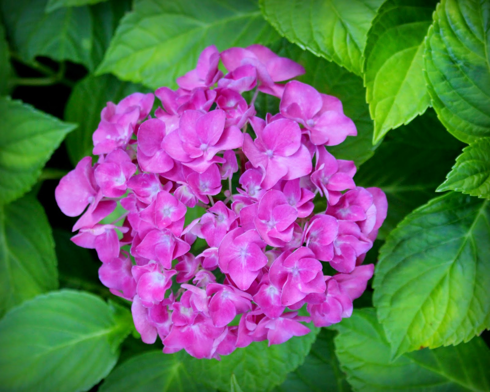 Hydrangea macrophylla (Thunb.) Ser.