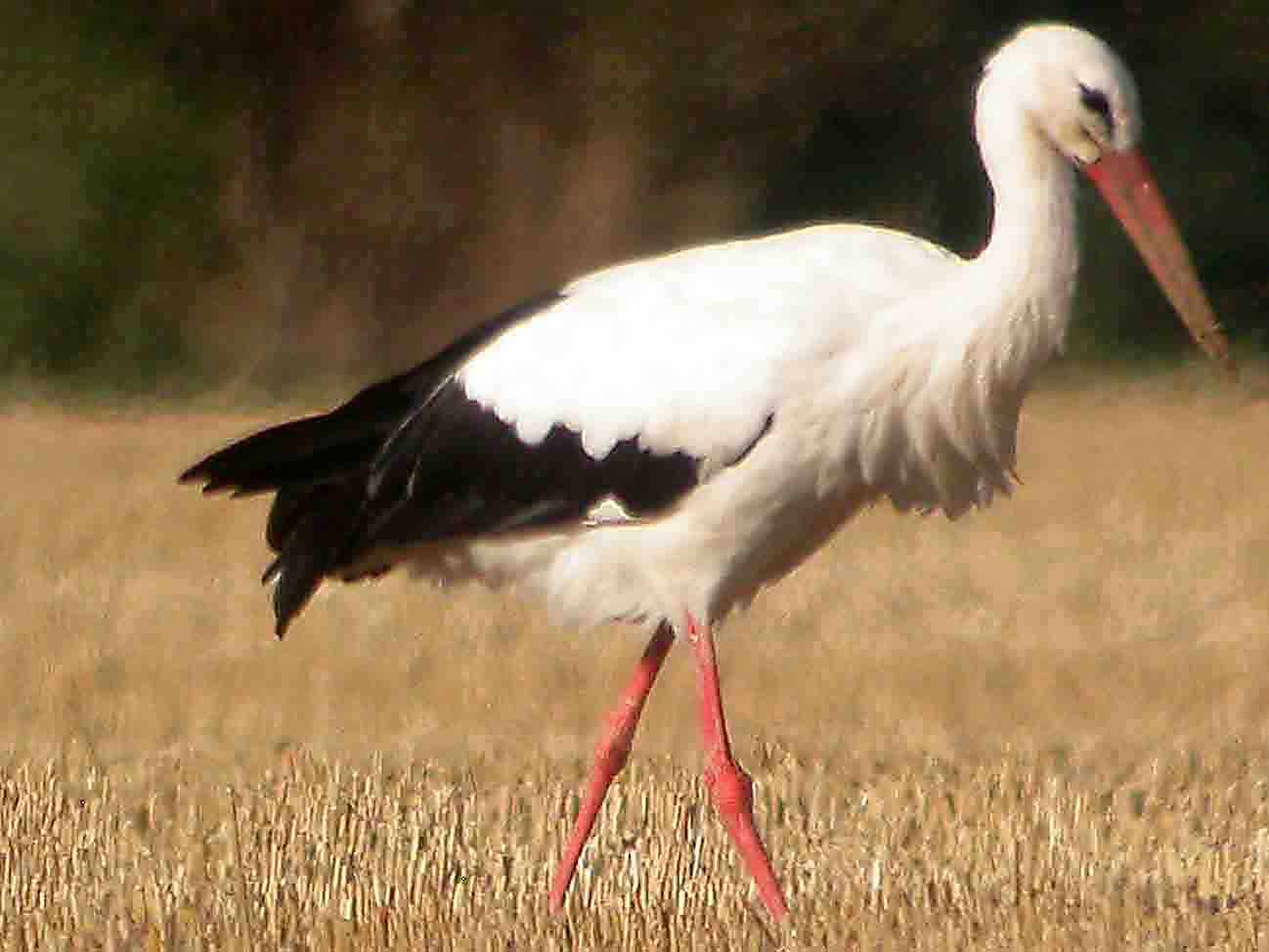 HQ Wallpapers: Stork Wallpapers