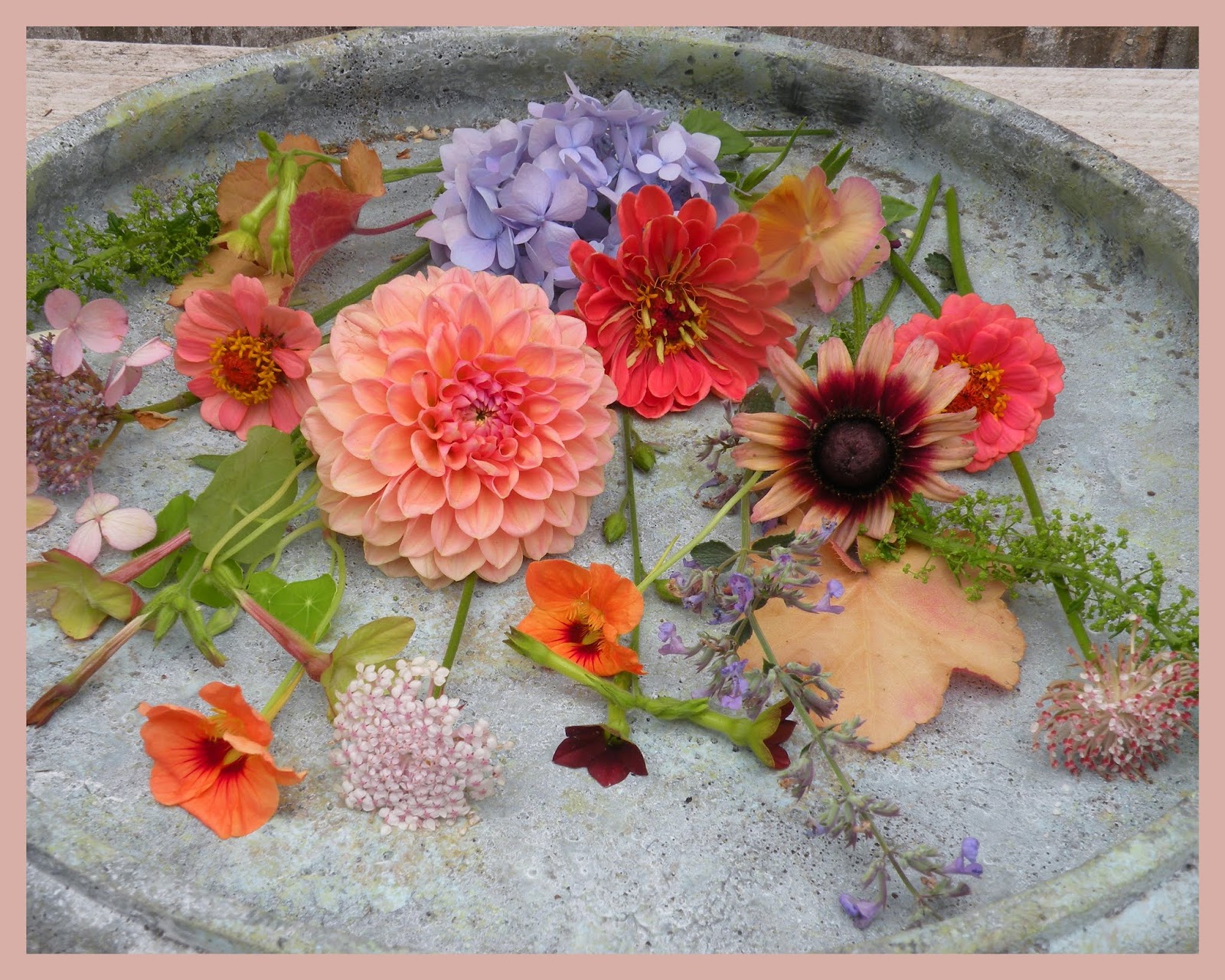 Vademecum Interesting Plants Hydrangea Macrophylla Hortensja