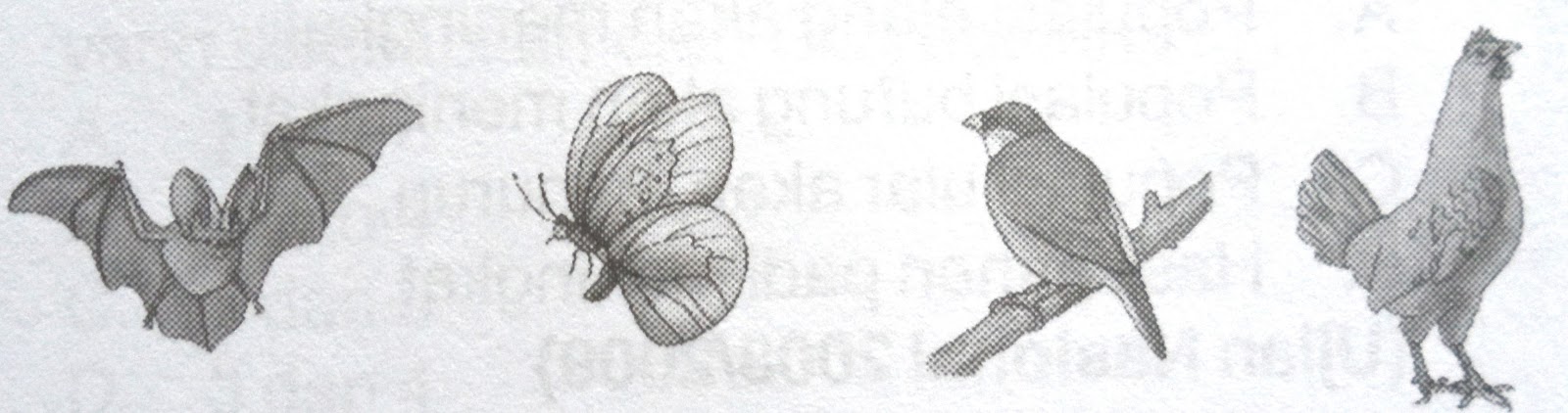 Jejak Molekul: Mengungkap Hubungan Kekerabatan Antar Makhluk Hidup