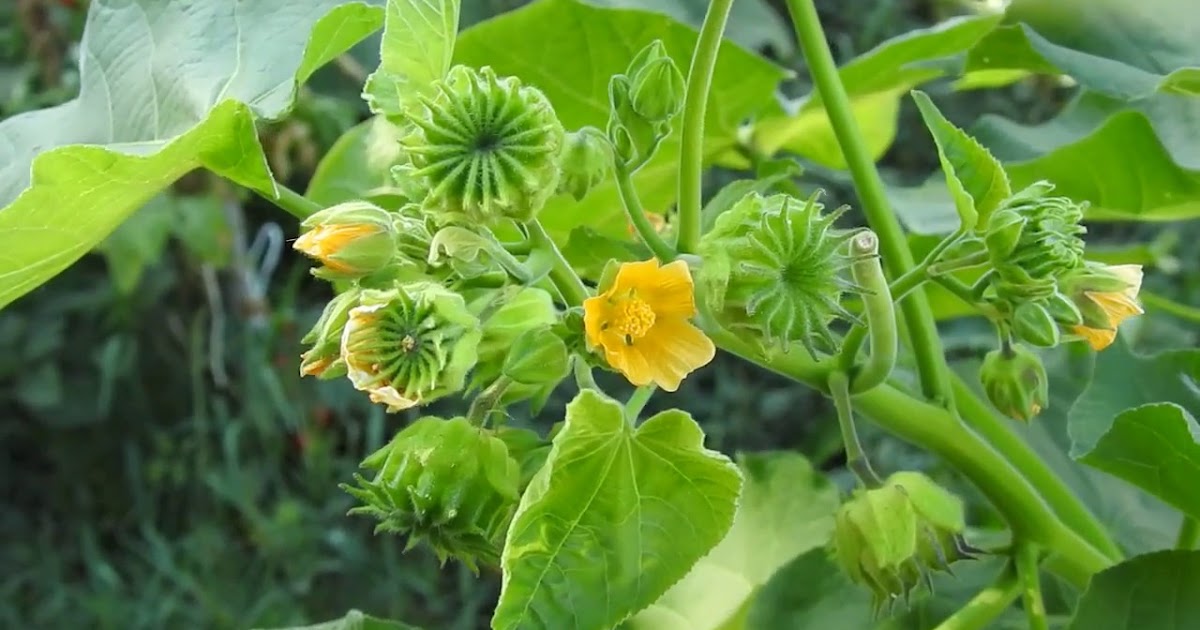 shiatoshi Indian Mallow Description & Uses