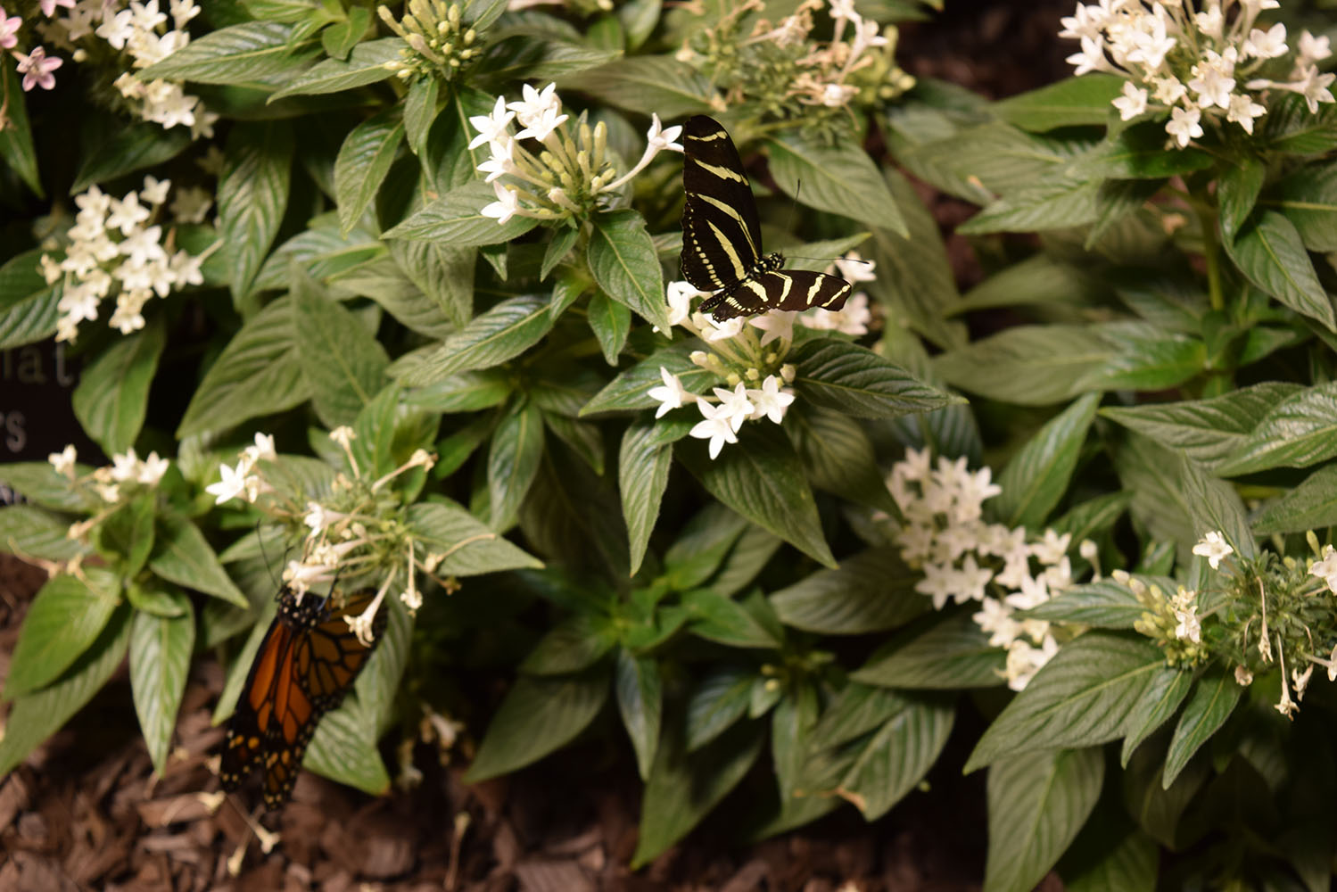 Jason's View from DC More Butterflies