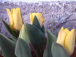 Bulbi Calla Gialla Alta Qualità - Fioritura Primaverile-Estiva - Foto 13