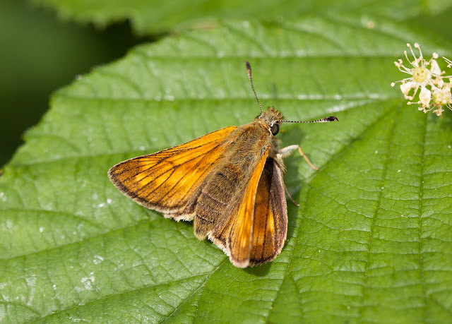 Large Skipper - Northamptonshire