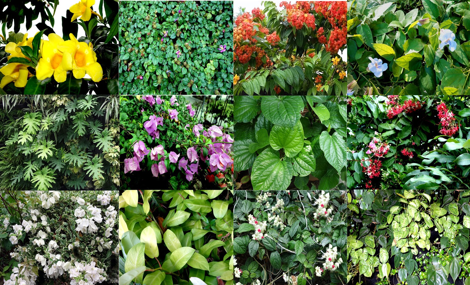 Garden Climbers and Creepers in Malaysia and Singapore