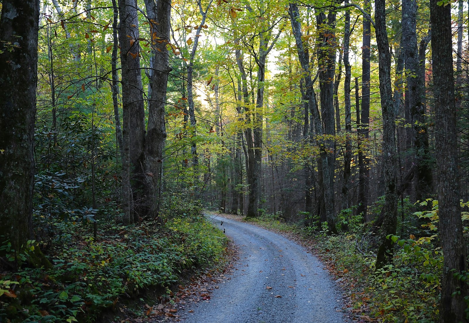 Sweet Southern Days Parson Branch Road In The Great Smoky Mountains