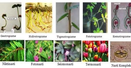 Gerak Pada Tumbuhan Dan Hewan Catatan Tkj