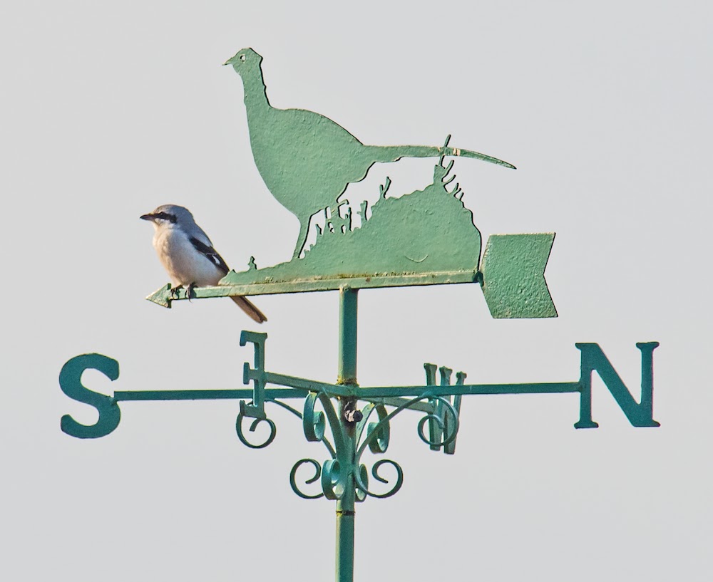 GeekTeacher's Birding Scrapbook: My Photo Gallery at Rare Bird Alert