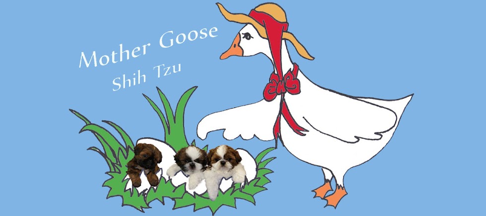 Mother Goose Shih Tzu
