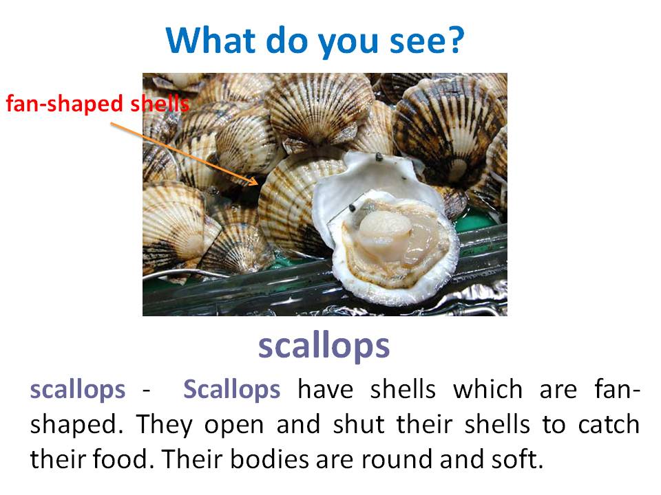 P2A Class Blog Life In A Shell Vocabulary Slides