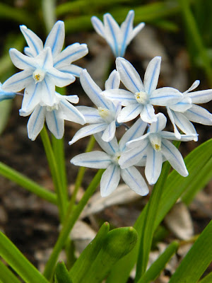 Puschkinia scilloides var. libanotica Striped Squill by garden muses-not another Toronto gardening blog