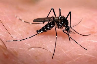 Vírus mais agressivo da dengue avança no Brasil 5
