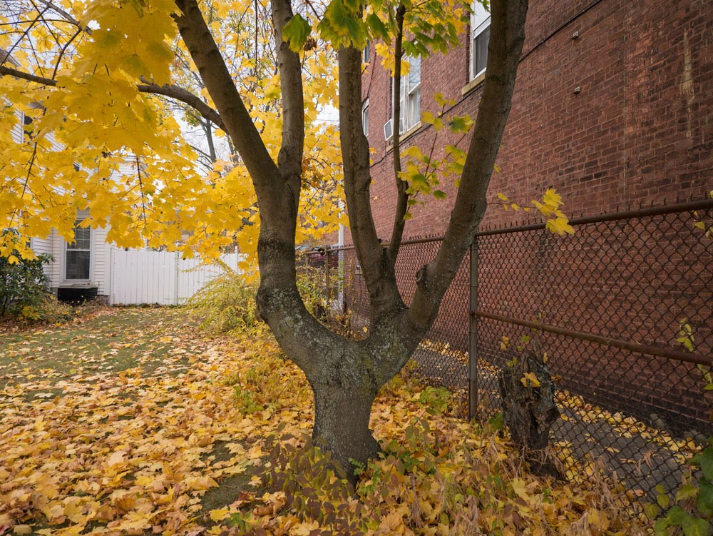 Working Pictures City Trees