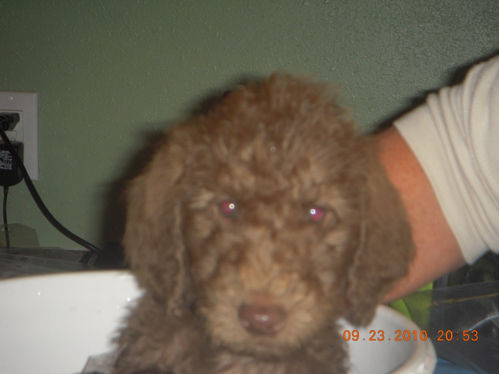 EllsWORTH Labradoodle Puppies! Available Stud Charlie Brown