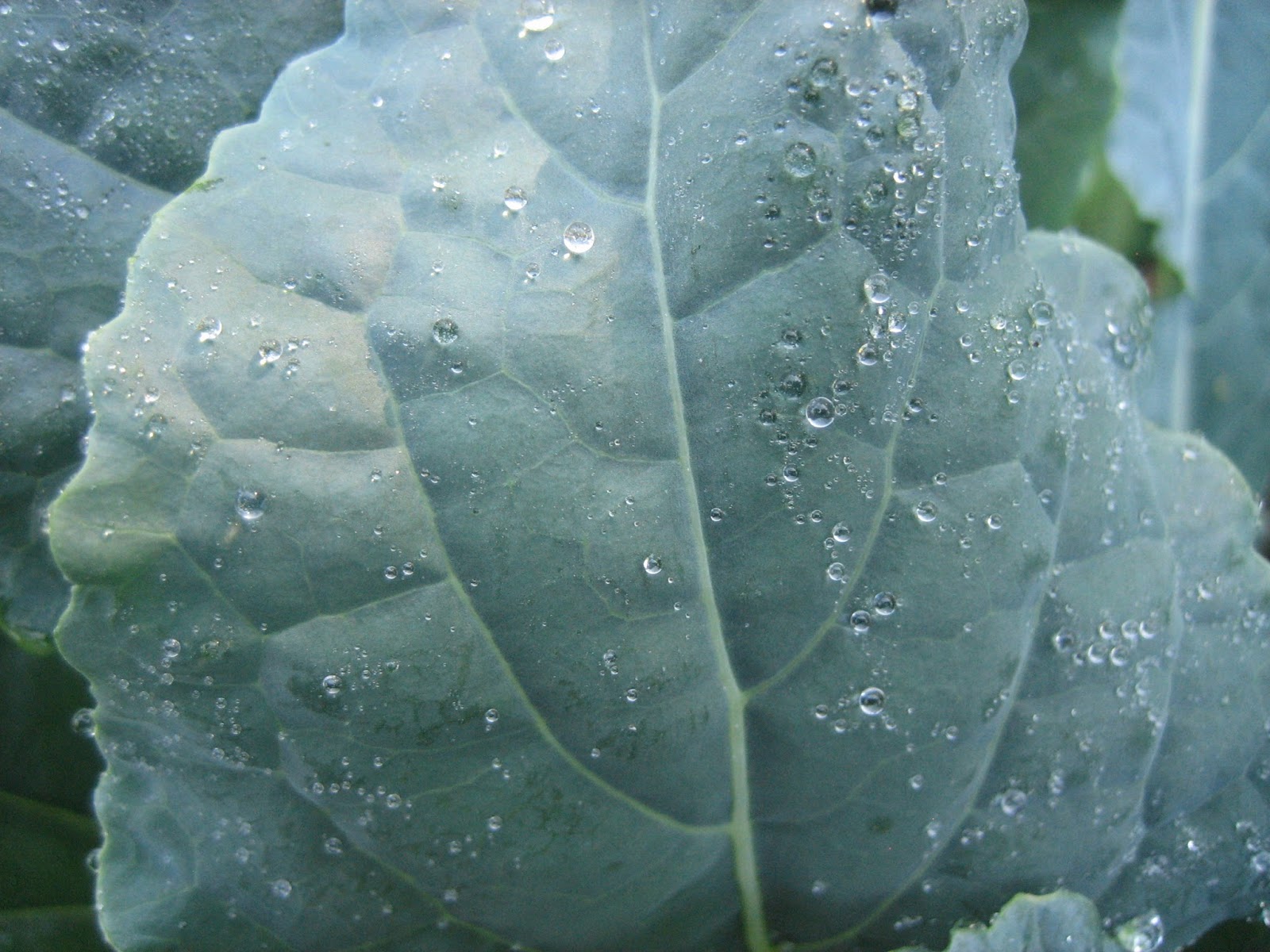 Pureed Pzazz Kale Blueberry Kefir Smoothie