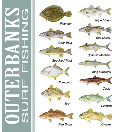 Outer Banks Fish Chart