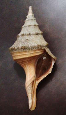 Denns photo gallery: Syrinx Aruanus 224 mm. SOLD.