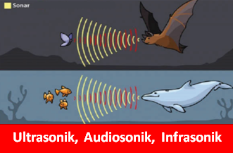  Serba definisi kali ini akan menengahkan pembahasan tentang pengertian dari gelombang ult Apa yang dimaksud dengan gelombang ultrasonik, infrasonic dan audisonik