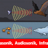 Apa Yang Dimaksud Dengan Gelombang Ultrasonik, Infrasonic Dan Audisonik
