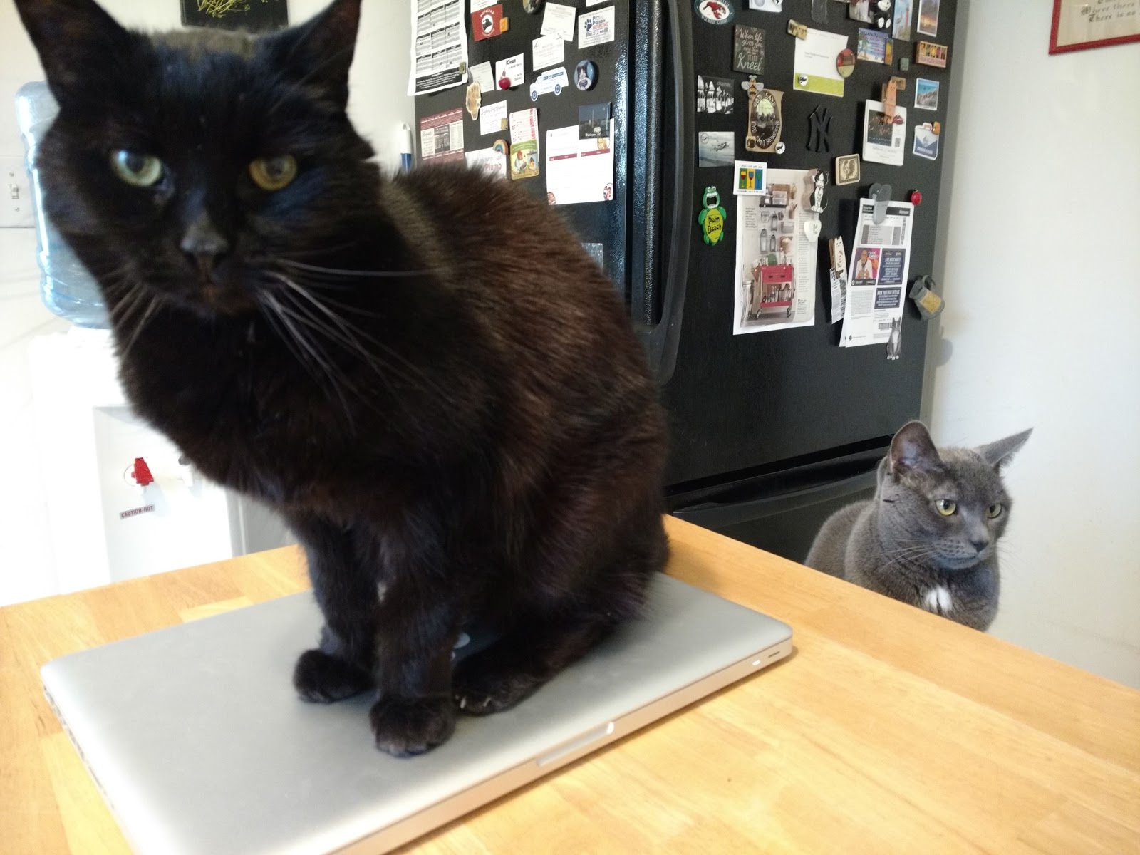 "So what are you making for dinner?" Julia Child's Favorite Roasted