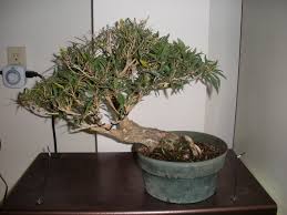 Teknik Memahat Batang Tanaman Bonsai