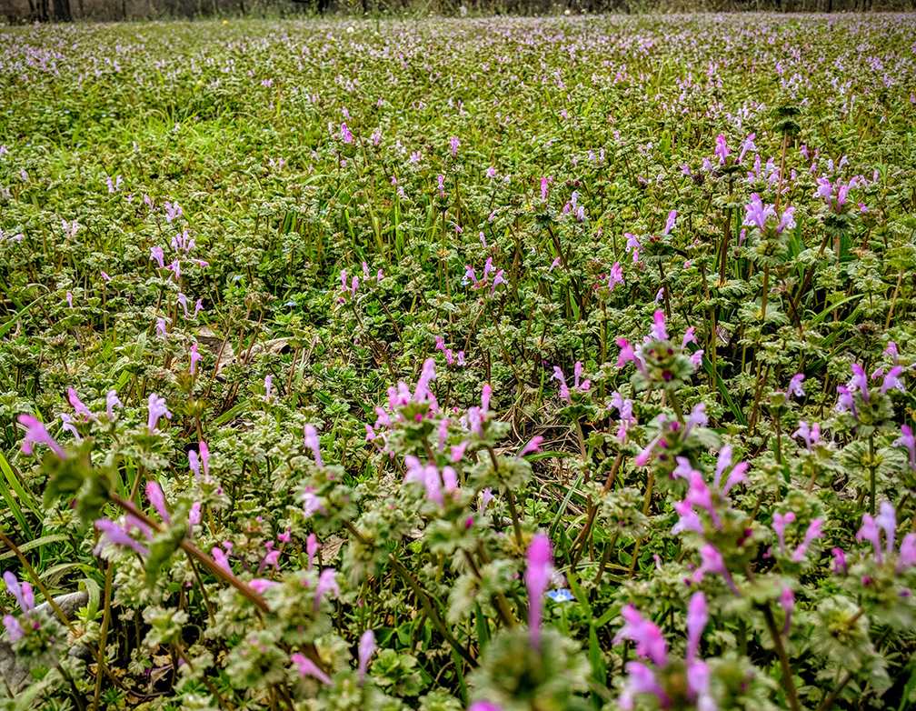 The Foraged Foodie Backyard weed Green Goddess dressing with Greek