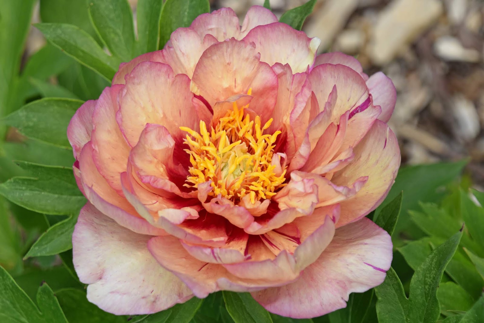 Southern Peony 2019 Intersectional Peony Blooms Week 4 Mid