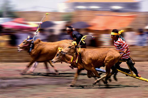 The bulls, the jockey, and the coordination, are important to this race