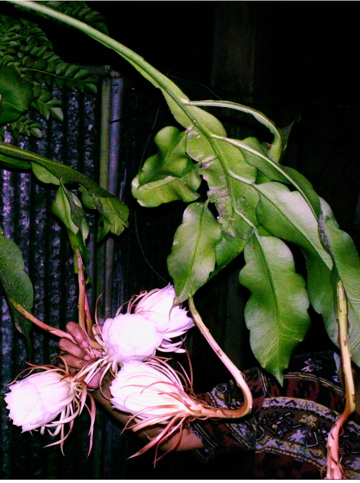 Partager avec plaisir Recettes de cuisine faciles et idées de décorations Reine de la nuit