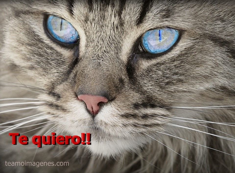 Las mejores imagenes de gatos lindos con frases de amor, teamoimagenes.com