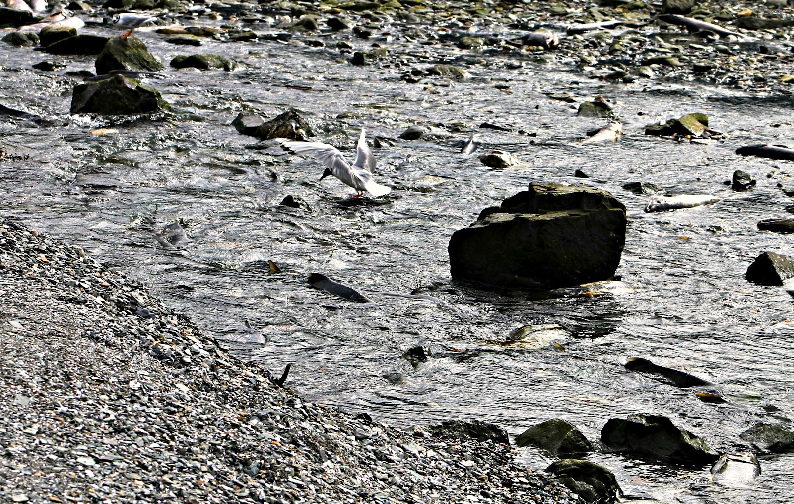 Sandra's Alaska Photography July 28, 2012 Sheep Creek out at Thane
