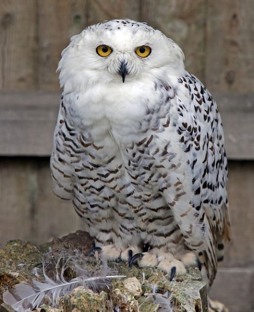 Snowy owl the white bird Pets